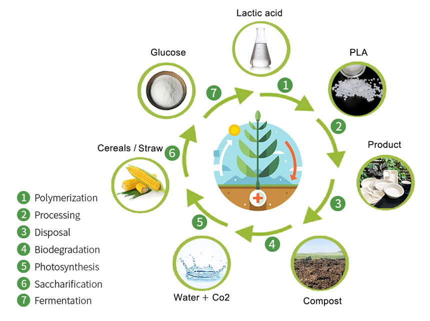 Схема экологического цикла НОАК